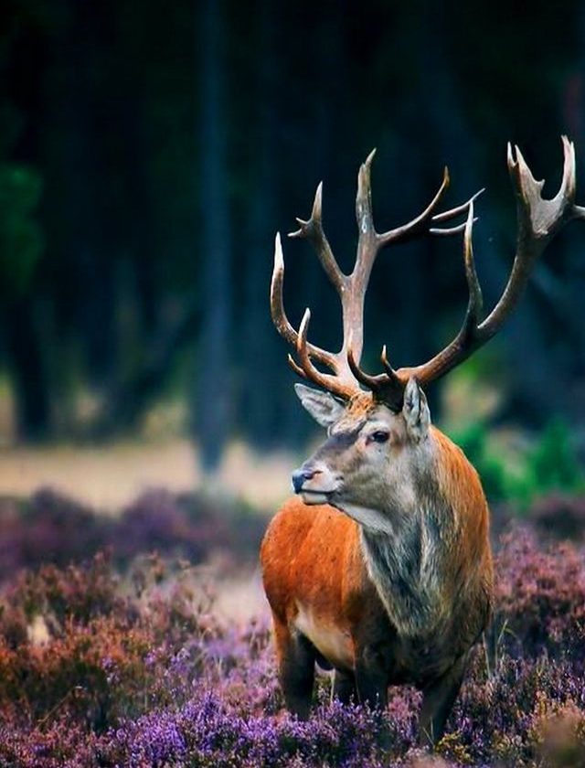 Nandankanan Zoological Park