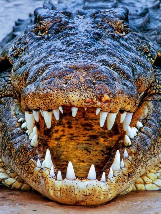 Bhitarkanika National Park