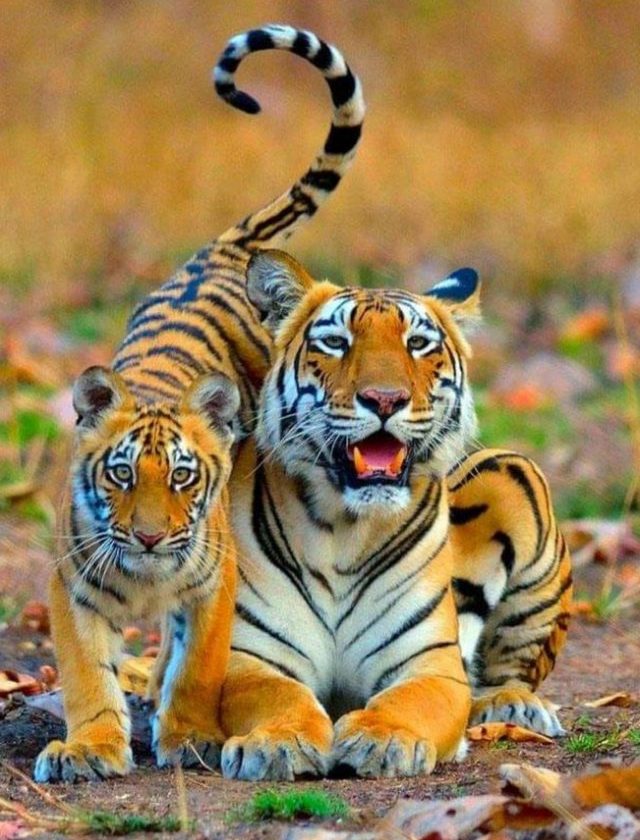 Simlipal National Park