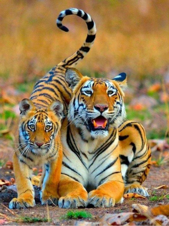 Semilipal National Park